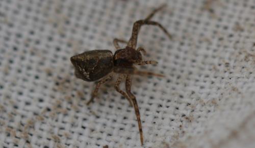 Tmarus sp.